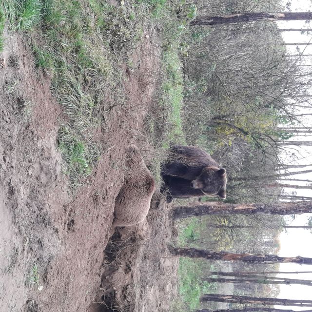 Budapest: Transport & Guided Tour of Bear and Wolf Sanctuary - Who should book this Budapest bear and wolf sanctuary trip?