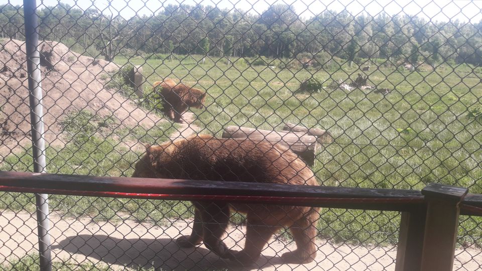 Budapest: Transport & Guided Tour of Bear and Wolf Sanctuary - Two hours at the bear and wolf sanctuary: what you’ll see