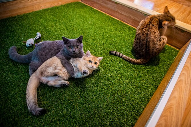 Cat Museum Budapest Entry Ticket - Key highlights to look for