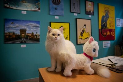 Cat Museum Budapest Entry Ticket - Entering the Museum Flow: Lower Level Cats in the World