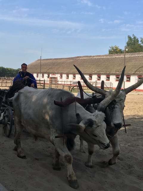 Countryside ranch, horse show & lunch - Leaving Budapest: The Fast Route to the Southern Great Plain