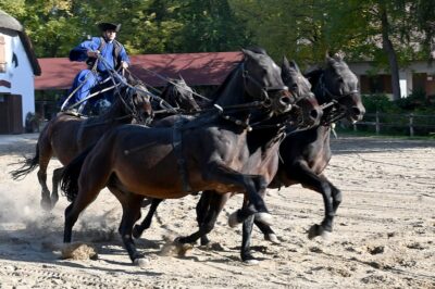Countryside ranch, horse show & lunch - Ranch and Stables Tour: Learning How the Day Actually Works
