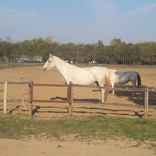 Countryside ranch, horse show & lunch - Value for $127: What You’re Actually Getting