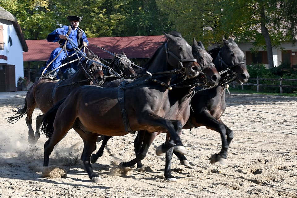 Countryside ranch, horse show & lunch - Ranch and Stables Tour: Learning How the Day Actually Works