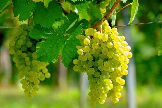 Etyek Private Half-Day Wine Tasting Tour from Budapest - Stop 1 and Stop 2: Two Family Wineries, One Relaxed Tasting Flow