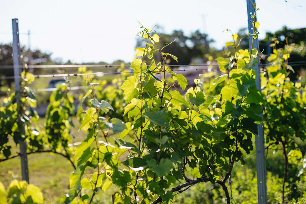 From Budapest: Etyek Wine Tasting Tour with 3-Course Meal - The Winemaker Part: Why These Tastings Land Better