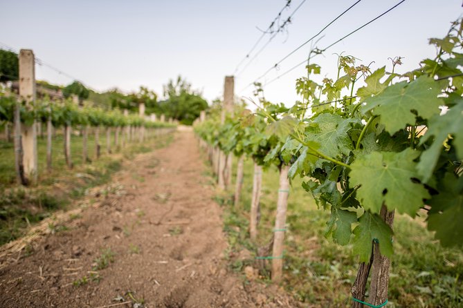 Lake Balaton Full Day Private Wine Tour - Lunch at the right moment: one main dish plus a steadying break