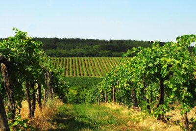 Private Lake Balaton Experience with an unforgettable Wine Tasting - Tihany And The Benedictine Abbey Church: Classic Lake-Region Footsteps