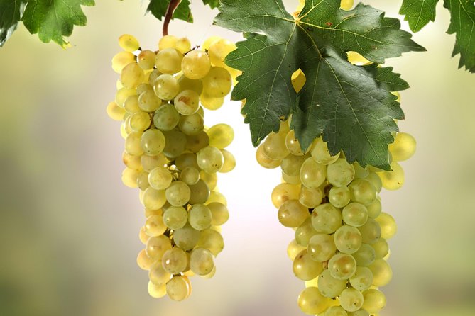 Private Lake Balaton Experience with an unforgettable Wine Tasting - How The 10 Hours Actually Work (And Where You Can Adjust)