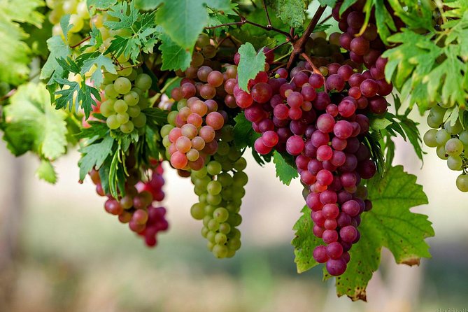 Private Lake Balaton Experience with an unforgettable Wine Tasting - Lunch In Tihany: Plan It So You Don’t Rush
