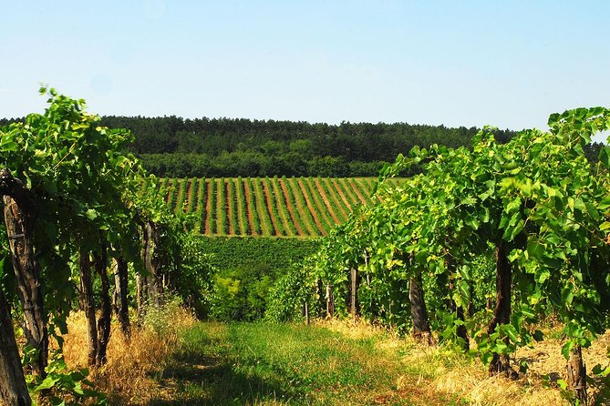 Private Lake Balaton Experience with an unforgettable Wine Tasting - Tihany And The Benedictine Abbey Church: Classic Lake-Region Footsteps