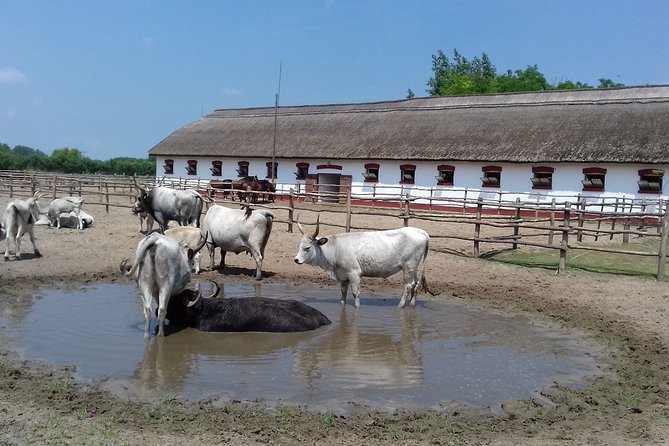 The "Puszta" Horse Show - Optional Add-On: Horseback Ride